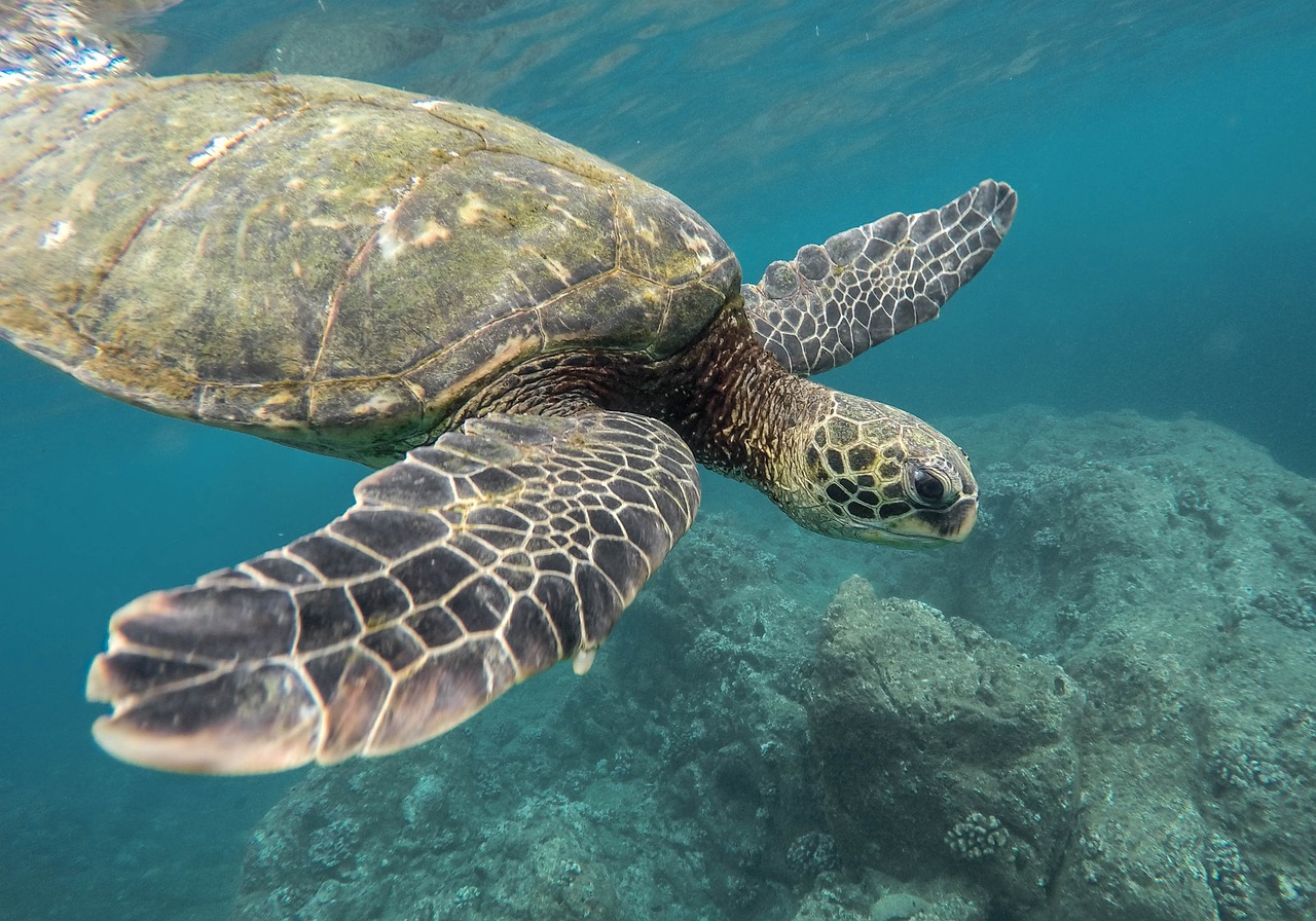 animal, turtle, coral reef-1868046.jpg